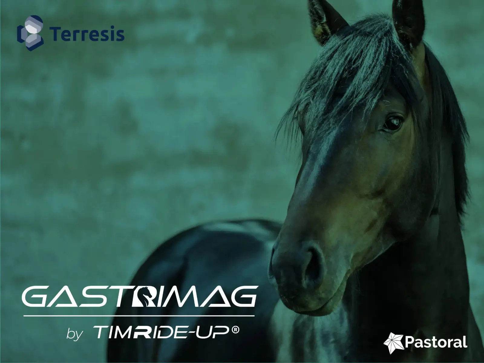 GastriMag® by TIMRIDE-UP® Atlarda mide konforunu destekleyen bilimsel besleme teknolojisi