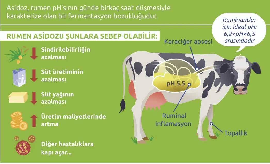 SubAkut Ruminal Asidoz  Yönetimi: pHix-up’ın Stratejik Rolü