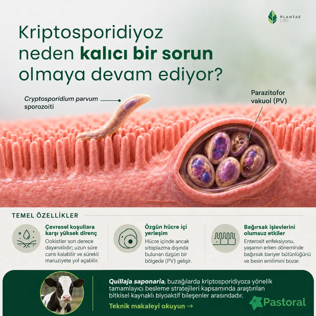 Buzağılarda Kriptosporidiyoz